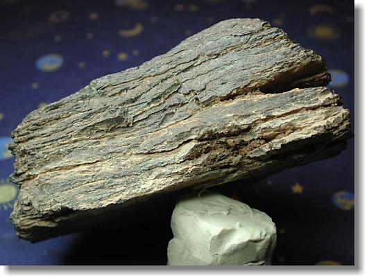 CDshale3.jpg